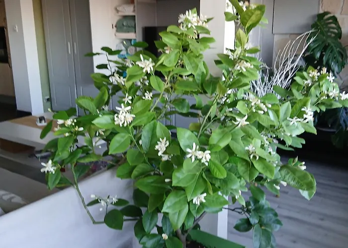 Le Coq De Champagne Hébergement de vacances Dormans